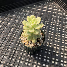 Load image into Gallery viewer, Echeveria ‘Tango’ Variegated