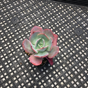 Echeveria ‘Blue Sky’
