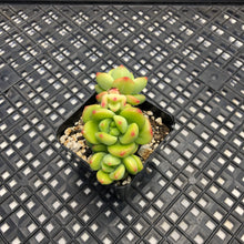 Load image into Gallery viewer, Echeveria Agavoides ebony ‘Peridot’