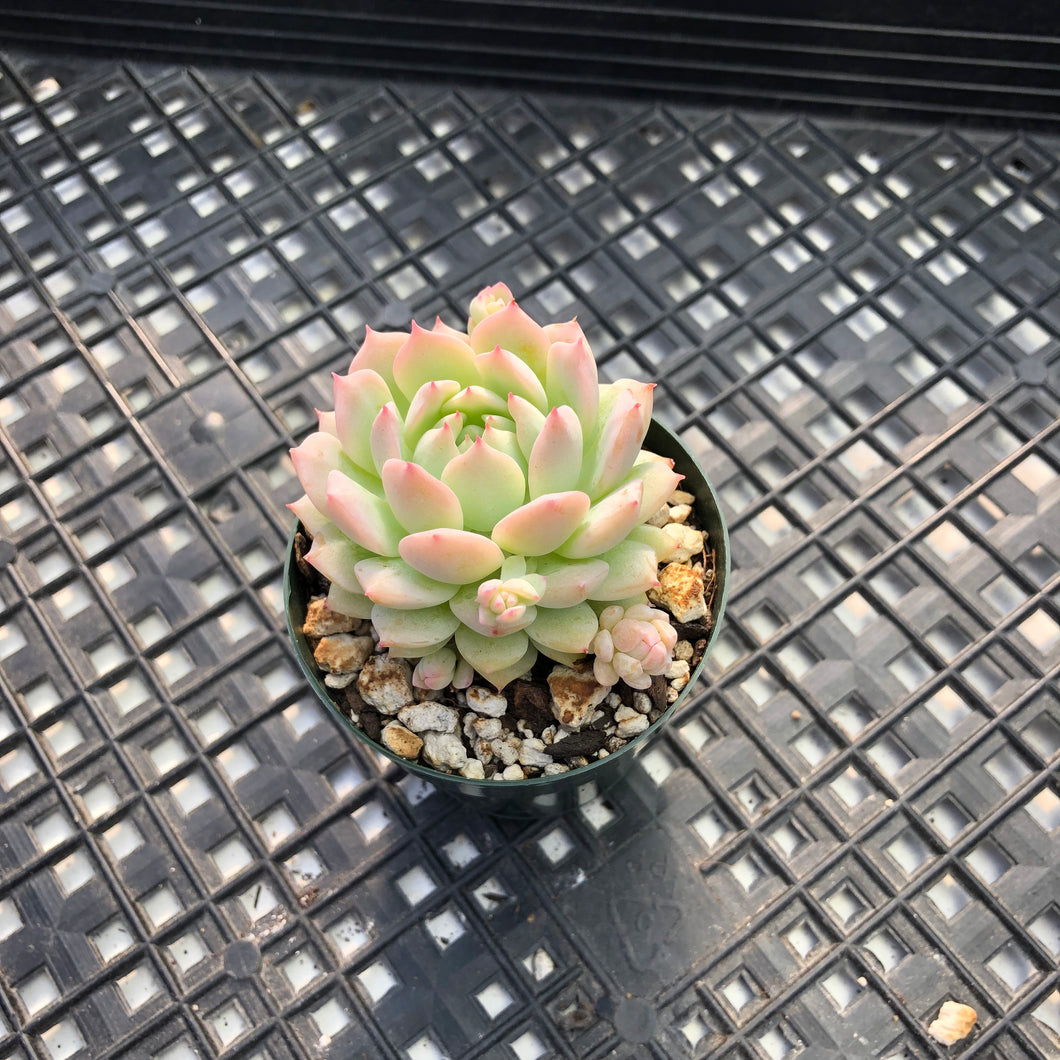 Echeveria ‘Prolifica’