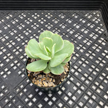Load image into Gallery viewer, Echeveria ‘Mocha’ Variegated