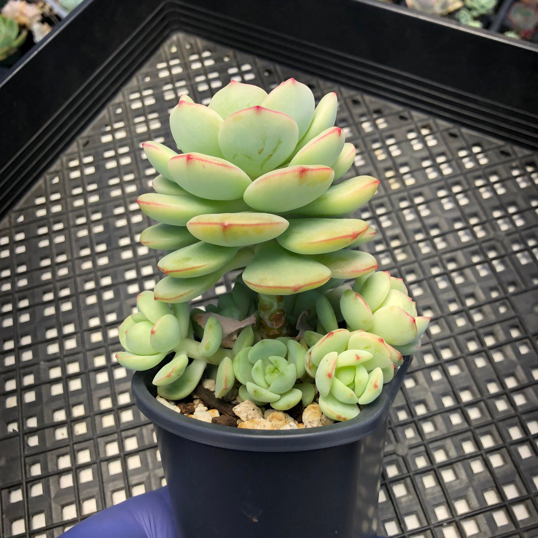 Sedeveria ‘Pudgy’