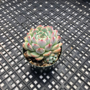 Echeveria Zaragosa