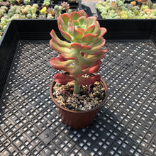 Load image into Gallery viewer, Echeveria &#39;Bicolor&#39;