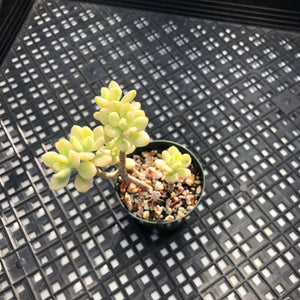 Echeveria macdougallii variegated  aka “sedoides“