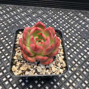 Echeveria ’Glam Pink’