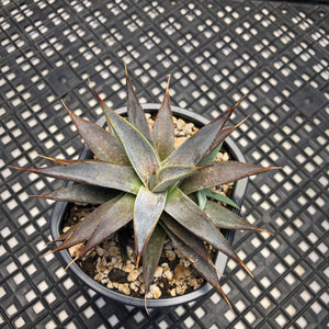 Mangave ‘Tooth Fairy’ hybrid/sport