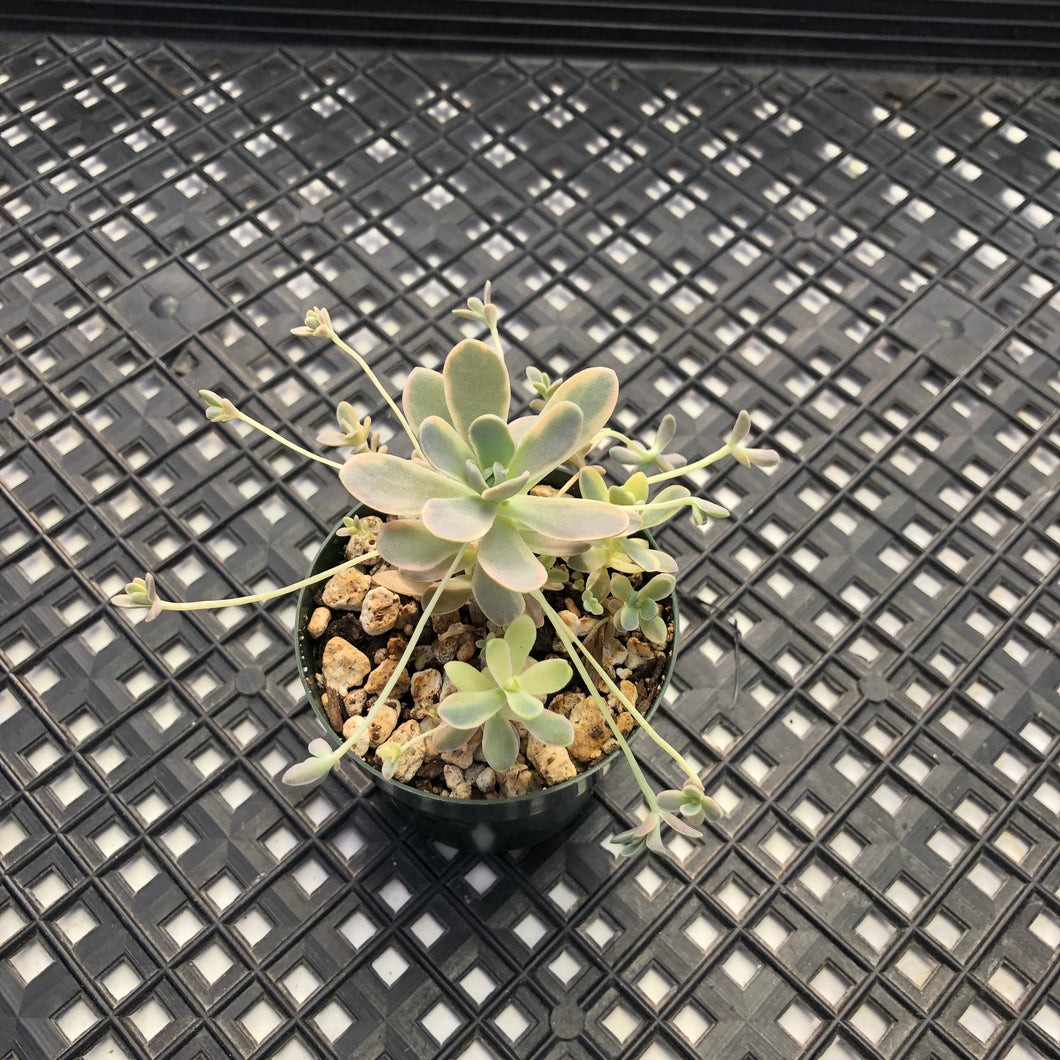 Orostachys ‘Chinese Dunce Cap’ Variegated