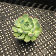 Load image into Gallery viewer, Echeveria ‘Hanatsukiyo’
