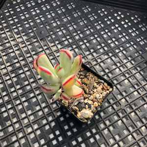 Korean imported Cotyledon orbiculata cv Variegata (long leaf form)