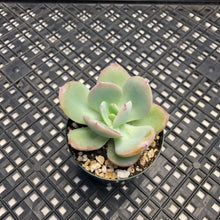 Load image into Gallery viewer, Echeveria cv. hakuhou