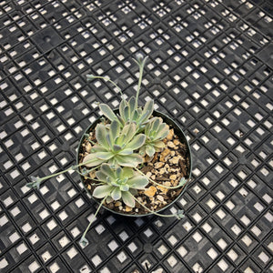 Orostachys ‘Chinese Dunce Cap’ Variegated