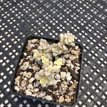 Load image into Gallery viewer, Graptopetalum mendozae Variegated
