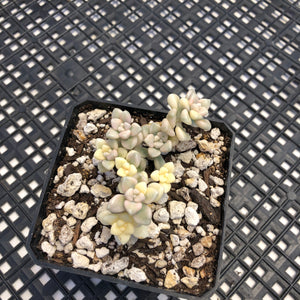 Graptopetalum mendozae Variegated