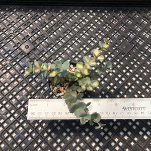 Sedum Sieboldii Variegata