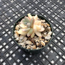 Load image into Gallery viewer, Echeveria ‘Orange Monroe’ Variegated