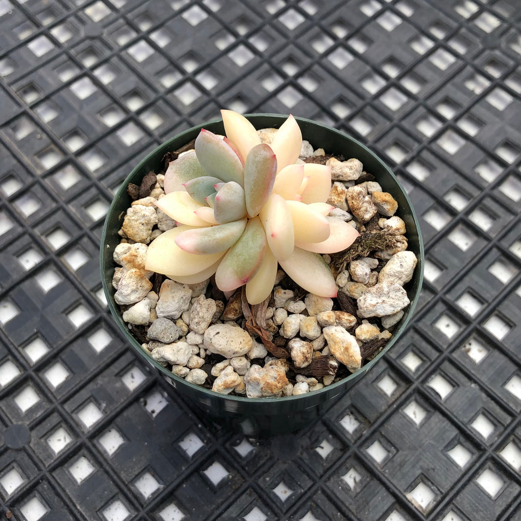 Echeveria ‘Orange Monroe’ Variegated