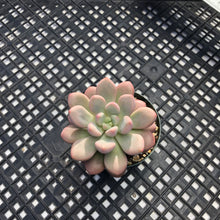 Load image into Gallery viewer, Pachyveria hybrid sp