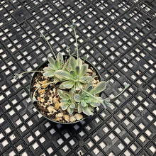 Load image into Gallery viewer, Orostachys ‘Chinese Dunce Cap’ Variegated