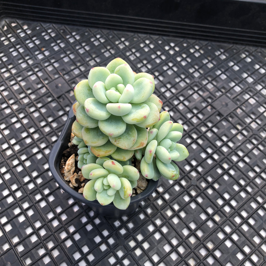 Sedum Clavatum