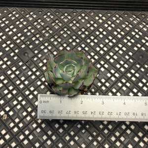 Echeveria Strictiflora v nova