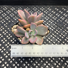 Load image into Gallery viewer, Graptoveria Variegated ‘Mrs Richards’