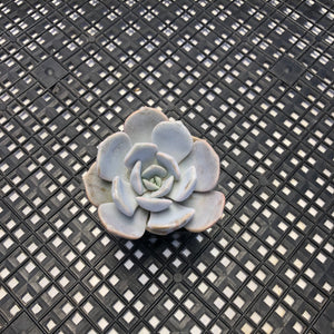 Echeveria ‘Asante Sana’