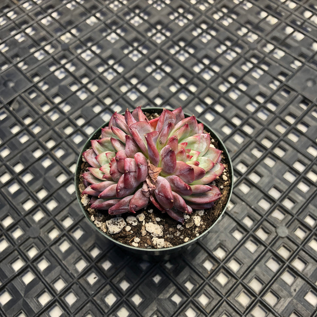Echeveria 'Harvesham's Waltz'