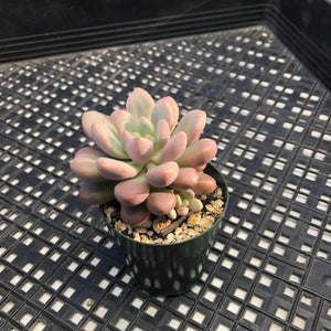 Pachyveria hybrid sp