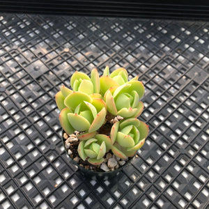 Echeveria ‘Peach Pride’