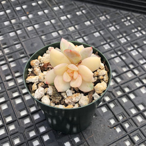 Echeveria ‘Orange Monroe’ Variegated