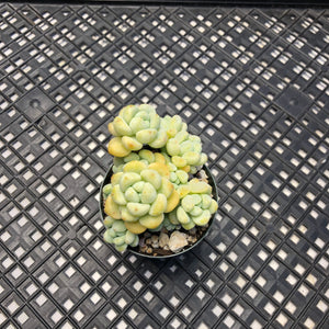 Sedum Clavatum