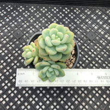 Load image into Gallery viewer, Sedum Clavatum