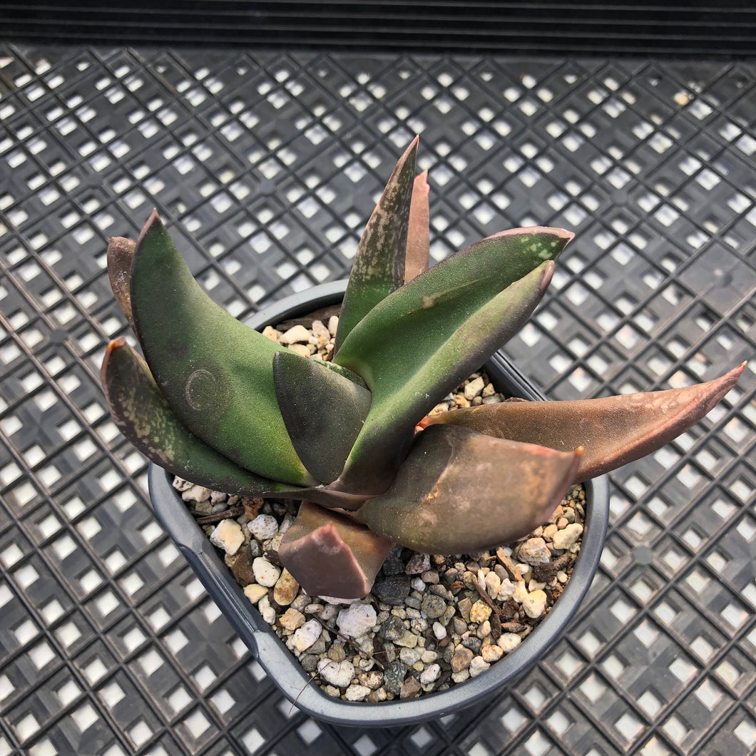 Gasteria nigricans f. monstrose