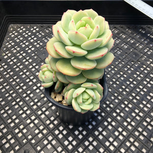 Sedeveria ‘Pudgy’