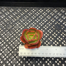 Load image into Gallery viewer, Echeveria ‘Jyulia’
