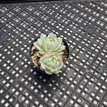Load image into Gallery viewer, Echeveria ‘Violet Queen’