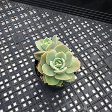 Load image into Gallery viewer, Echeveria ‘White Snow’ Montrose Variegated
