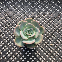 Load image into Gallery viewer, Echeveria cv ‘Camily’