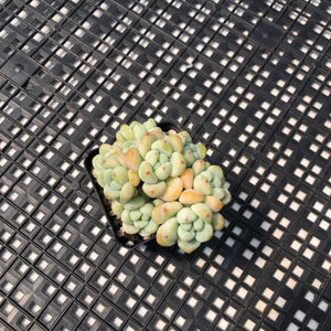 Sedum Clavatum