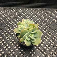 Load image into Gallery viewer, Echeveria ‘White Snow’ Montrose Variegated