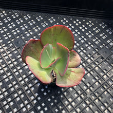 Load image into Gallery viewer, Echeveria  ‘Suyon’