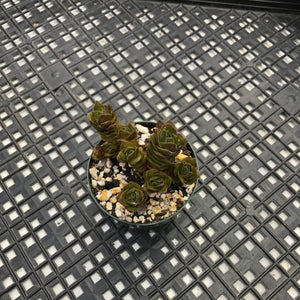 Crassula ‘Buddha's Temple’