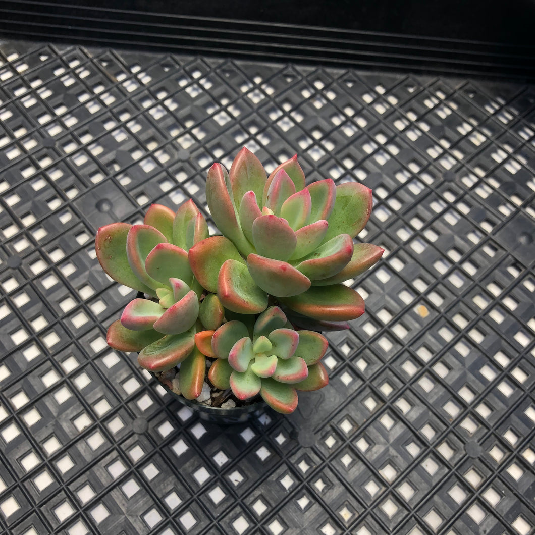 Echeveria cv. Rezry