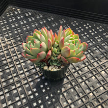 Load image into Gallery viewer, Echeveria Nanahukumini