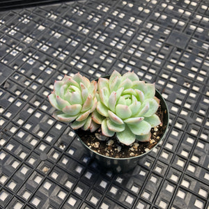 Echeveria ‘Violet Queen’