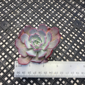 Echeveria ‘Laulensis’