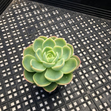 Load image into Gallery viewer, Echeveria &#39;Mellow Yellow&#39;