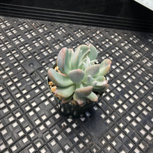 Load image into Gallery viewer, Echeveria ‘Nova’