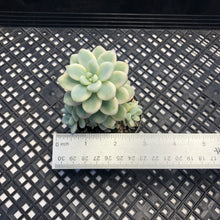 Load image into Gallery viewer, Sedum clavatum variegated